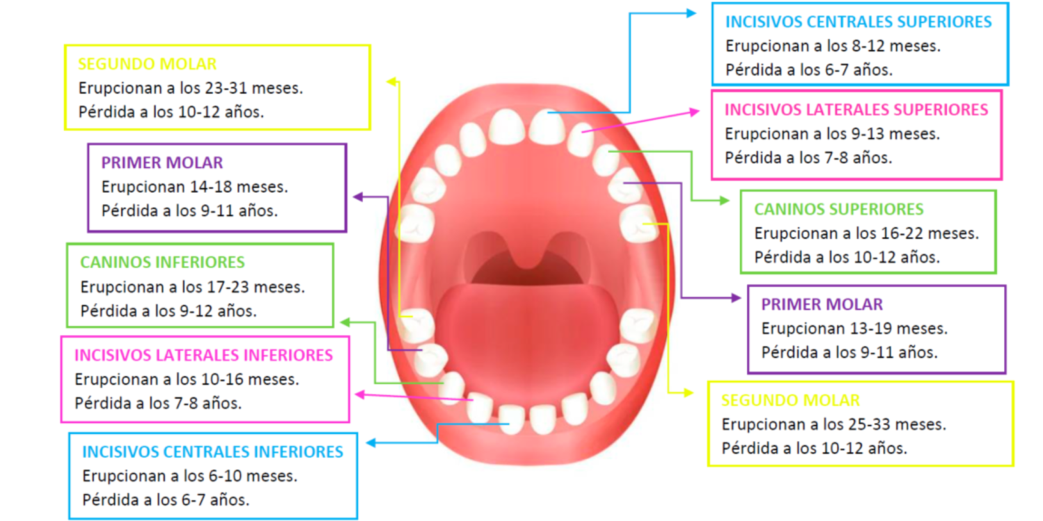 ¿a Qué Edad Salen Los Dientes Temporales O De Leche ¿a Qué Edad Se Caen ¿son Importantesemk 3343